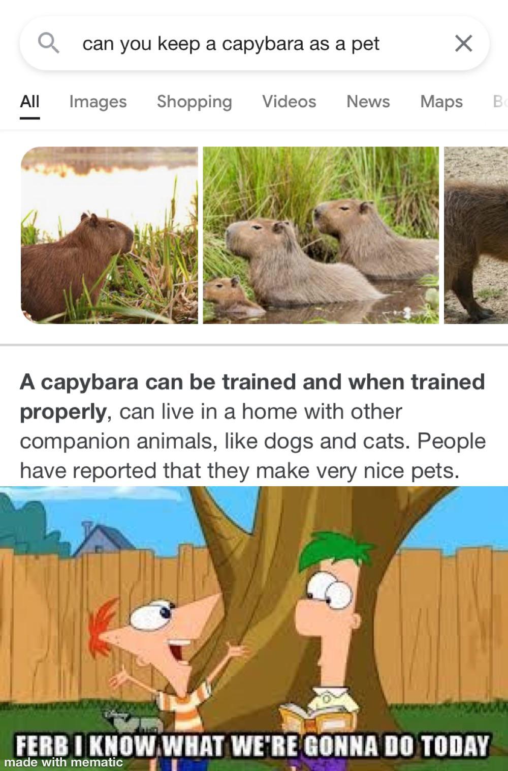 phineas and ferb - can you keep a capybara as a pet All Images Shopping Videos News Maps B A capybara can be trained and when trained properly, can live in a home with other companion animals, dogs and cats. People have reported that they make very nice p