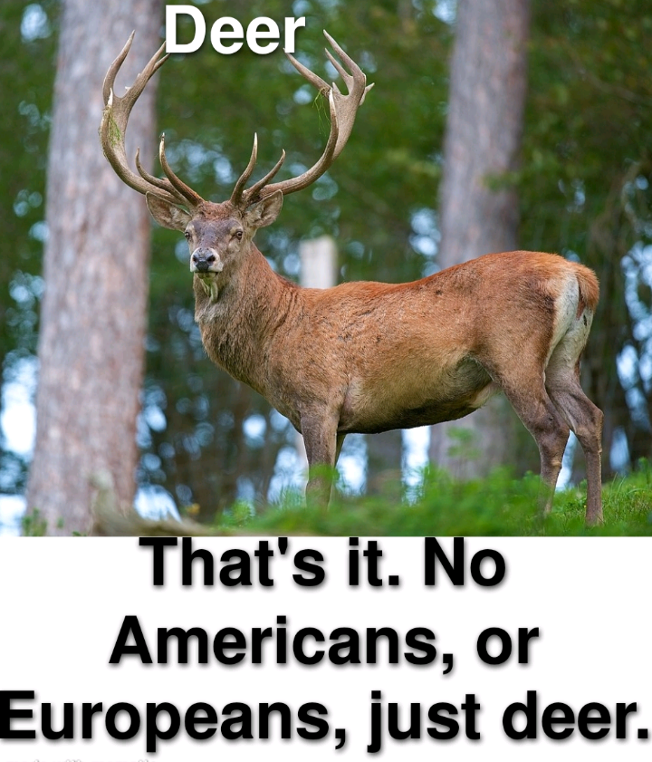 cervus elaphus hanglu - Deer That's it. No Americans, or Europeans, just deer.