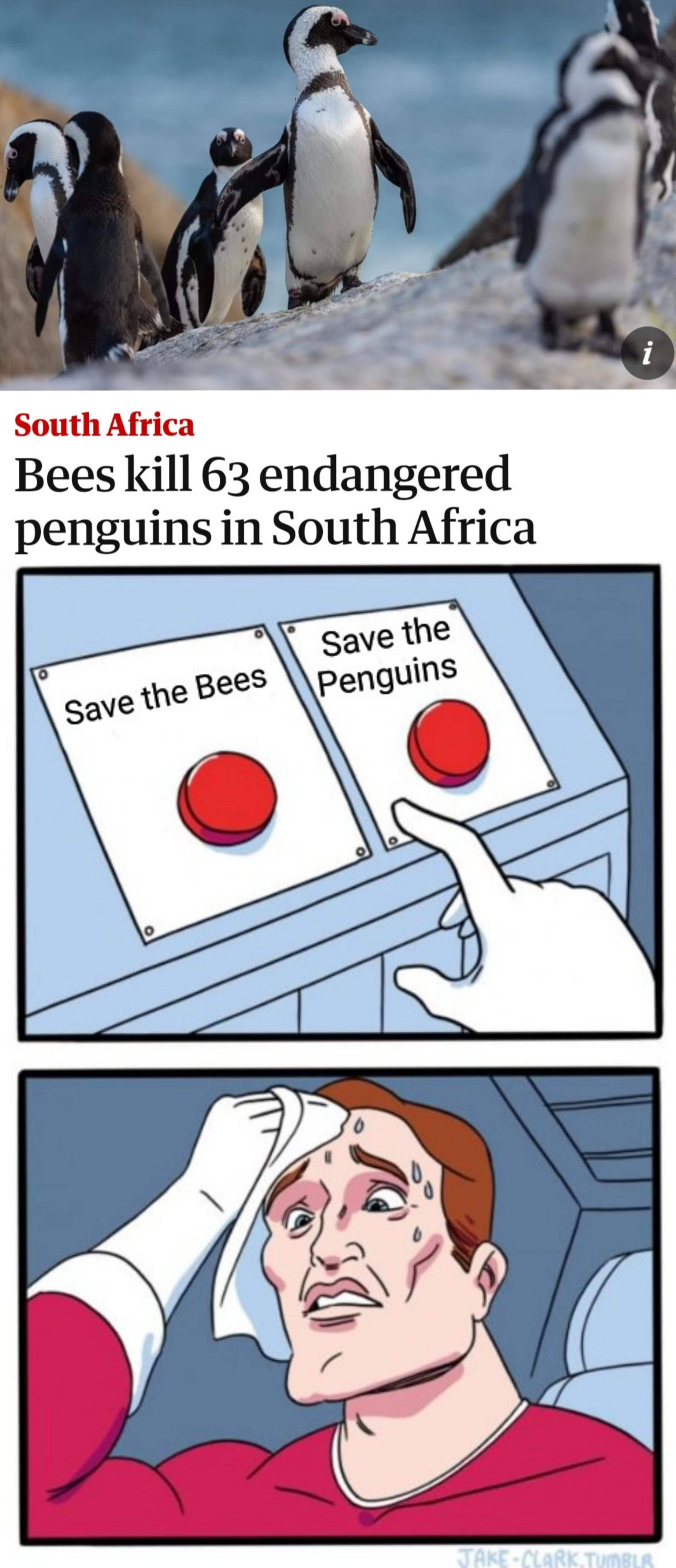 male stereotypes meme - South Africa Bees kill 63 endangered penguins in South Africa Save the Penguins Save the Bees