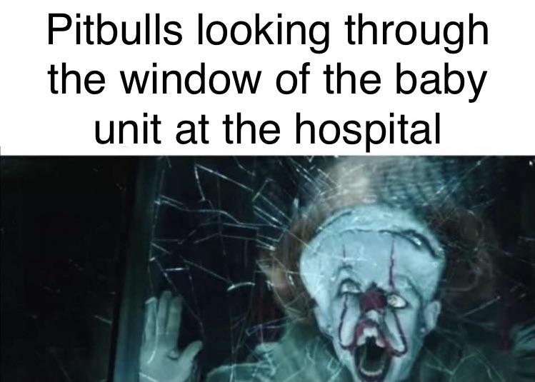 funny memes - fast food worker meme - Pitbulls looking through the window of the baby unit at the hospital