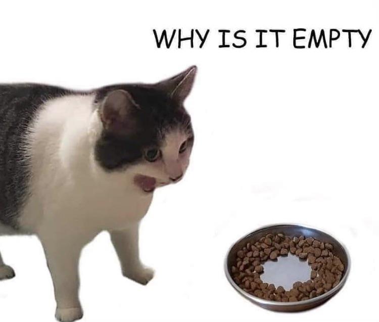 empty cat - Why Is It Empty