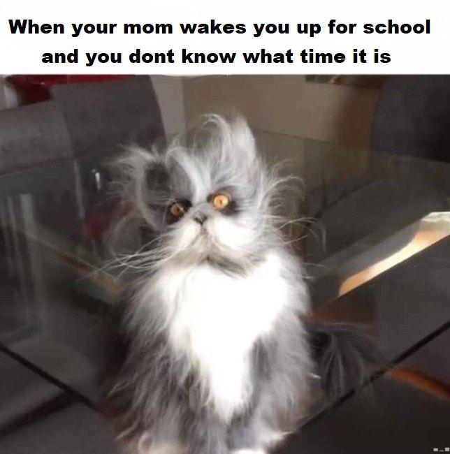 funny cat memes 2021 - When your mom wakes you up for school and you dont know what time it is