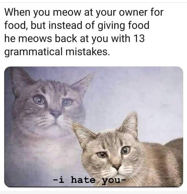 you meow at your owner for food - When you meow at your owner for food, but instead of giving food he meows back at you with 13 grammatical mistakes. i hate you