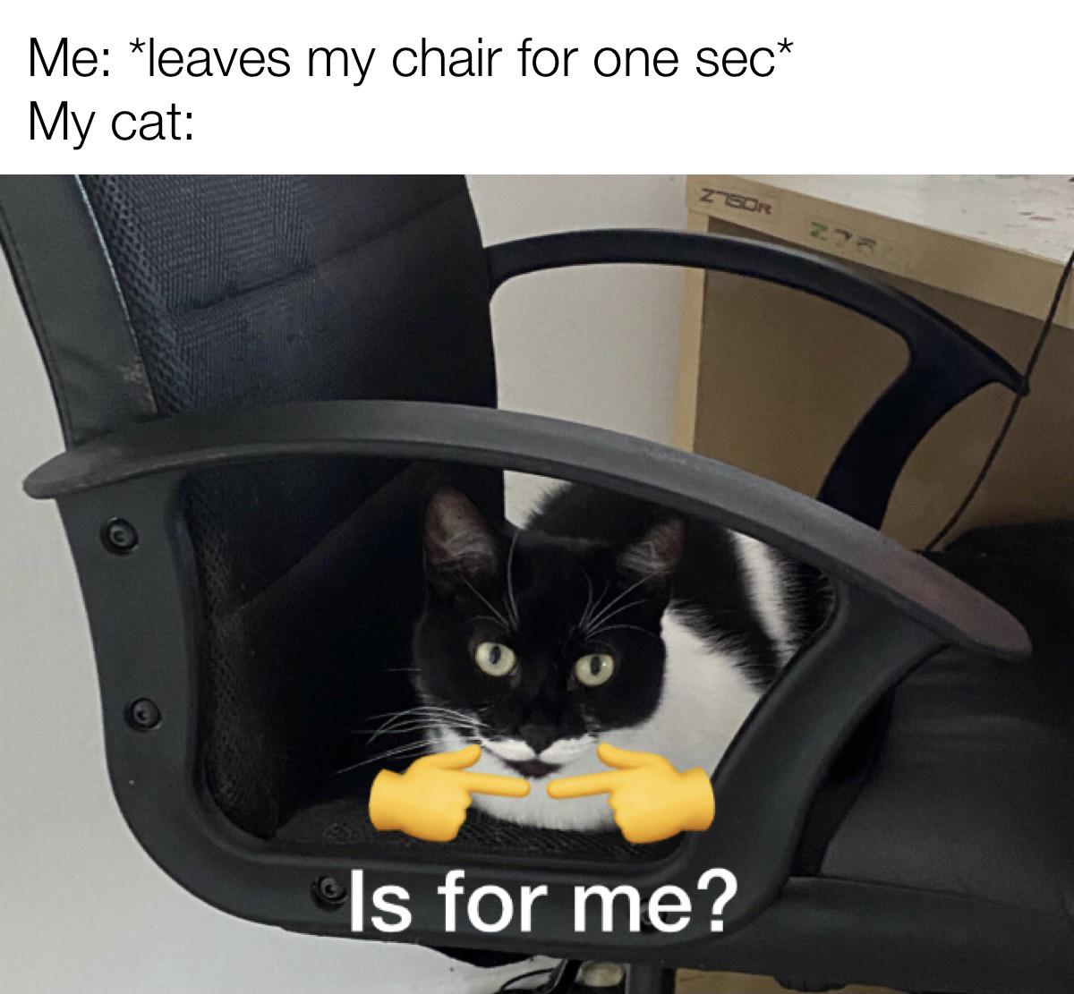 cat - Me leaves my chair for one sec My cat Zsor 27 0 0 Is for me?