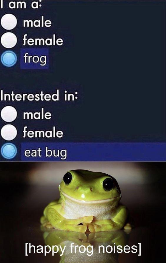 frog memes - I am a male female frog Interested in male female eat bug happy frog noises