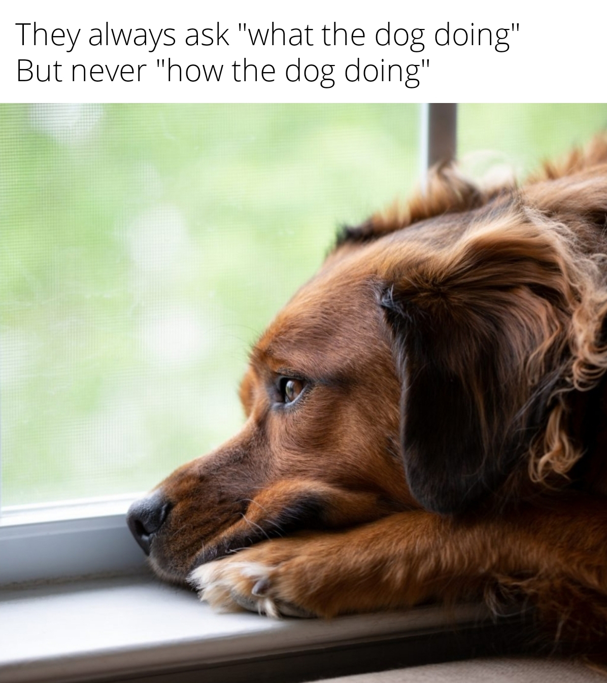 depressed dog - They always ask "what the dog doing" But never "how the dog doing"