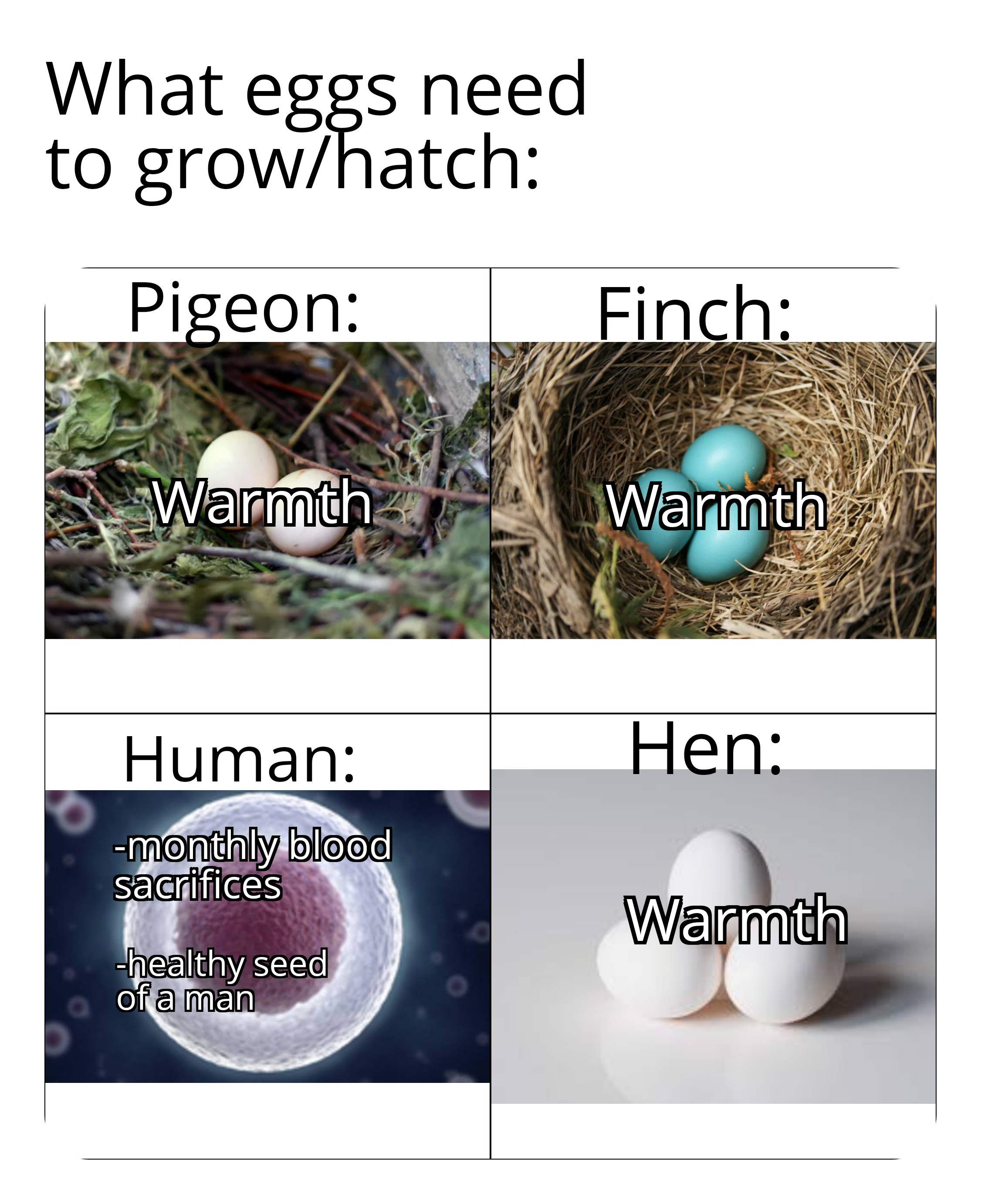 What eggs need to growhatch Pigeon Finch Warmth Warmth Human Hen monthly blood sacrifices Warmth healthy seed of a man
