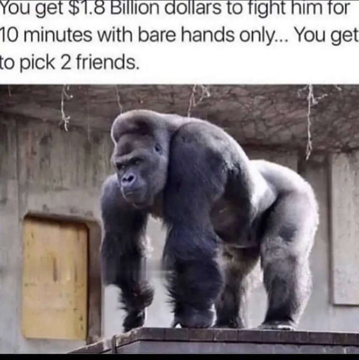 japanese sexy gorilla - You get $1.8 Billion dollars to fight him for 10 minutes with bare hands only... You get to pick 2 friends.