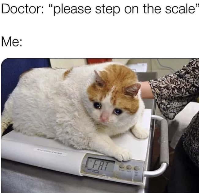dank memes - fat cat meme - Doctor "please step on the scale" Me Ifat The