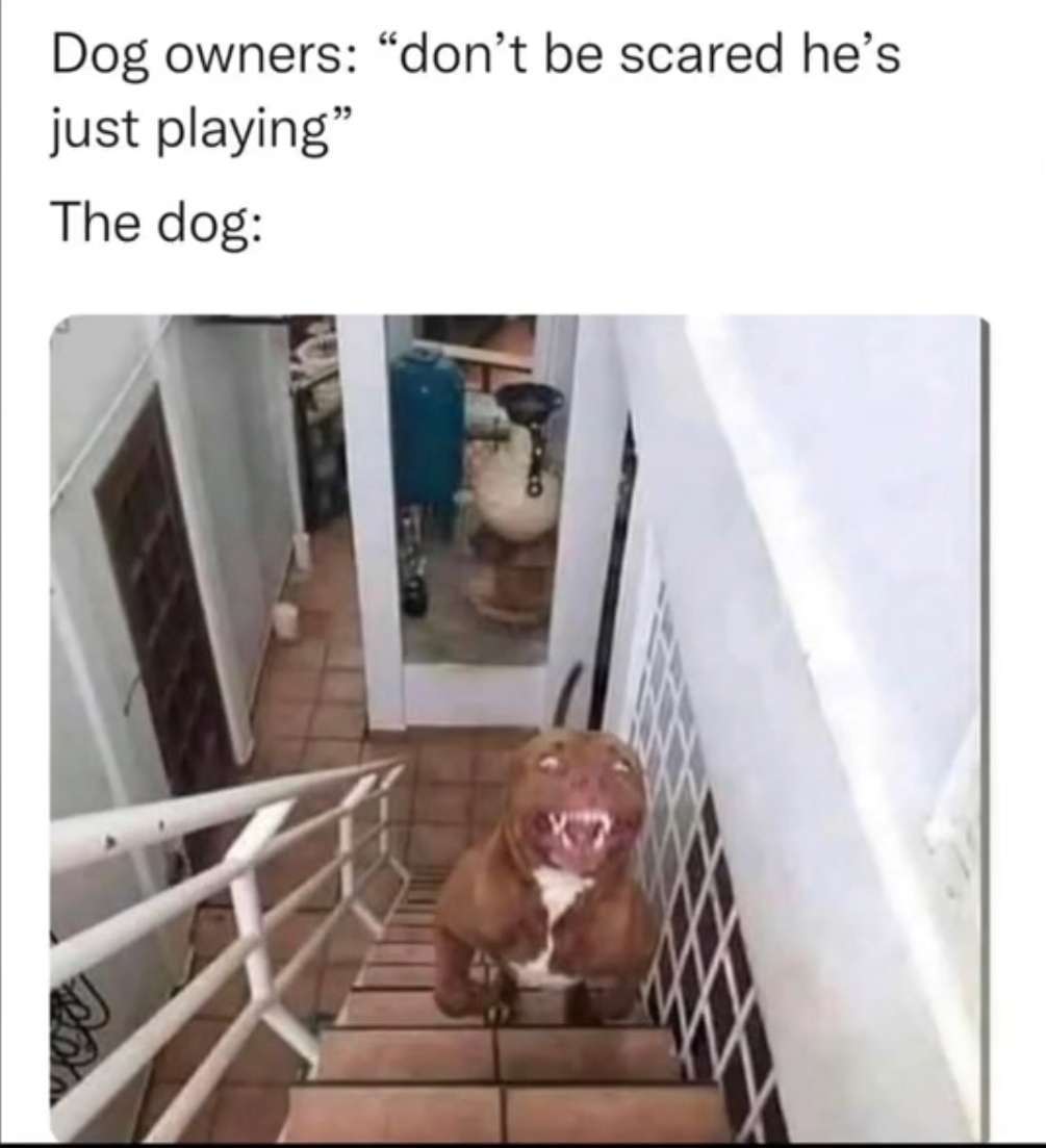 dank memes - dog is just playing meme - Dog owners don't be scared he's just playing" The dog