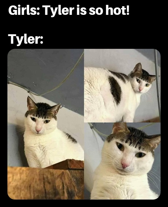 dank memes - cat with bowl cut - Girls Tyler is so hot! Tyler