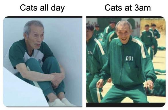 funny memes - dank memes - Cats all day Cats at 3am 374 001