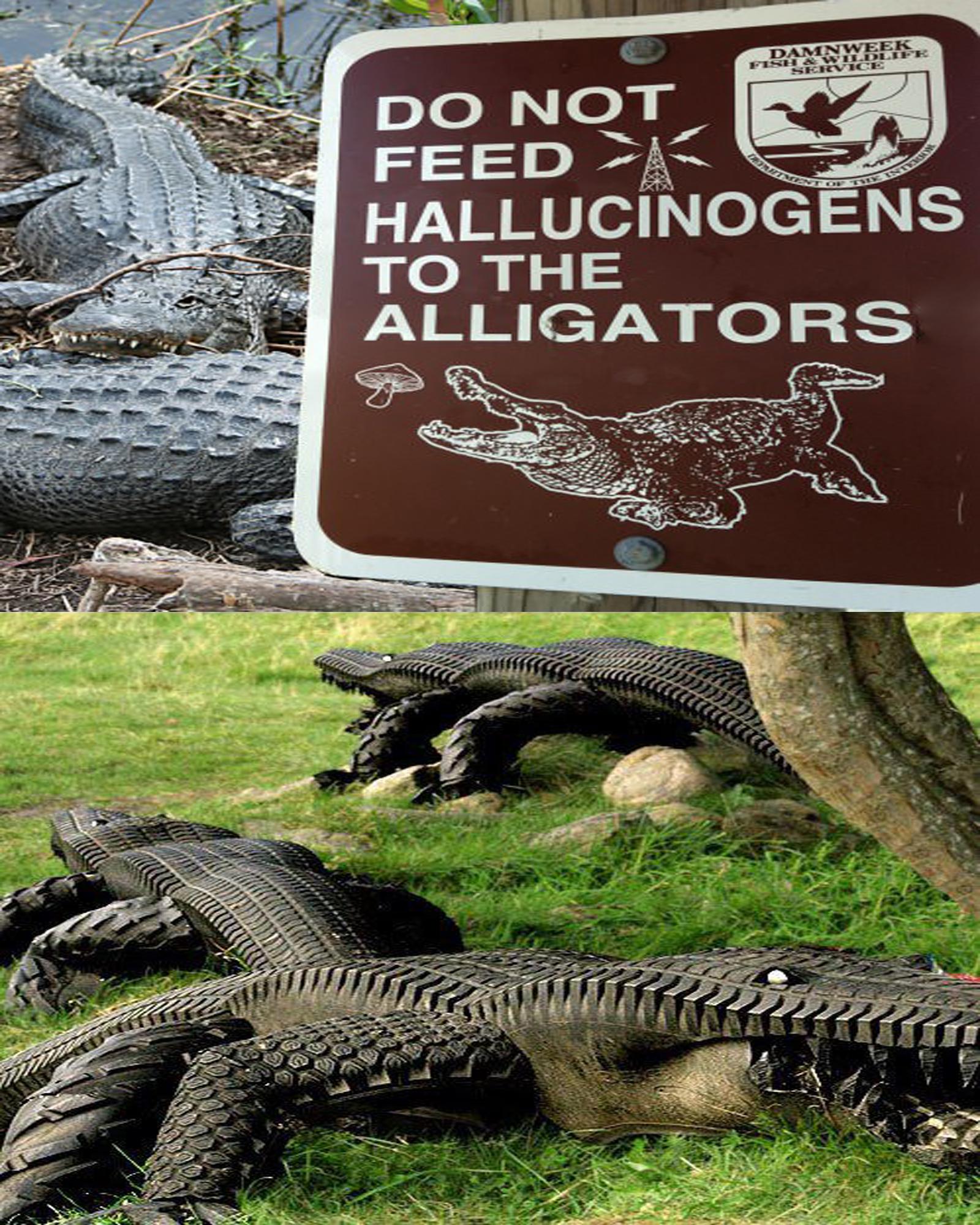 fauna - Damenwi Rol Do Not Feed A Hallucinogens To The Alligators