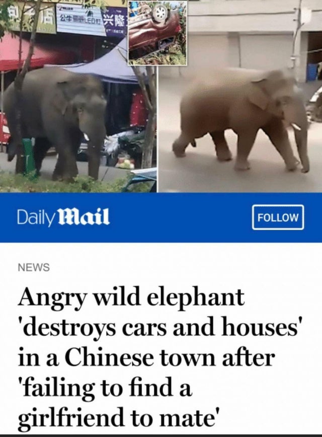 cursed incel memes - Daily Mail News Angry wild elephant 'destroys cars and houses' in a Chinese town after 'failing to find a girlfriend to mate' a