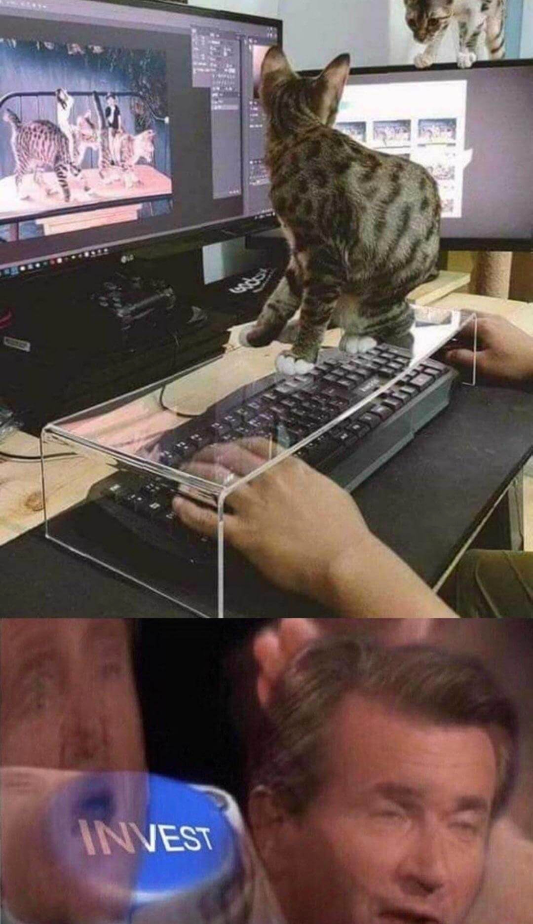 keyboard cat cover - Invest