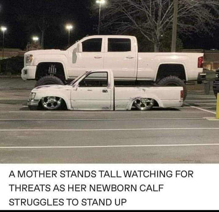 my truck memes - A Mother Stands Tall Watching For Threats As Her Newborn Calf Struggles To Stand Up