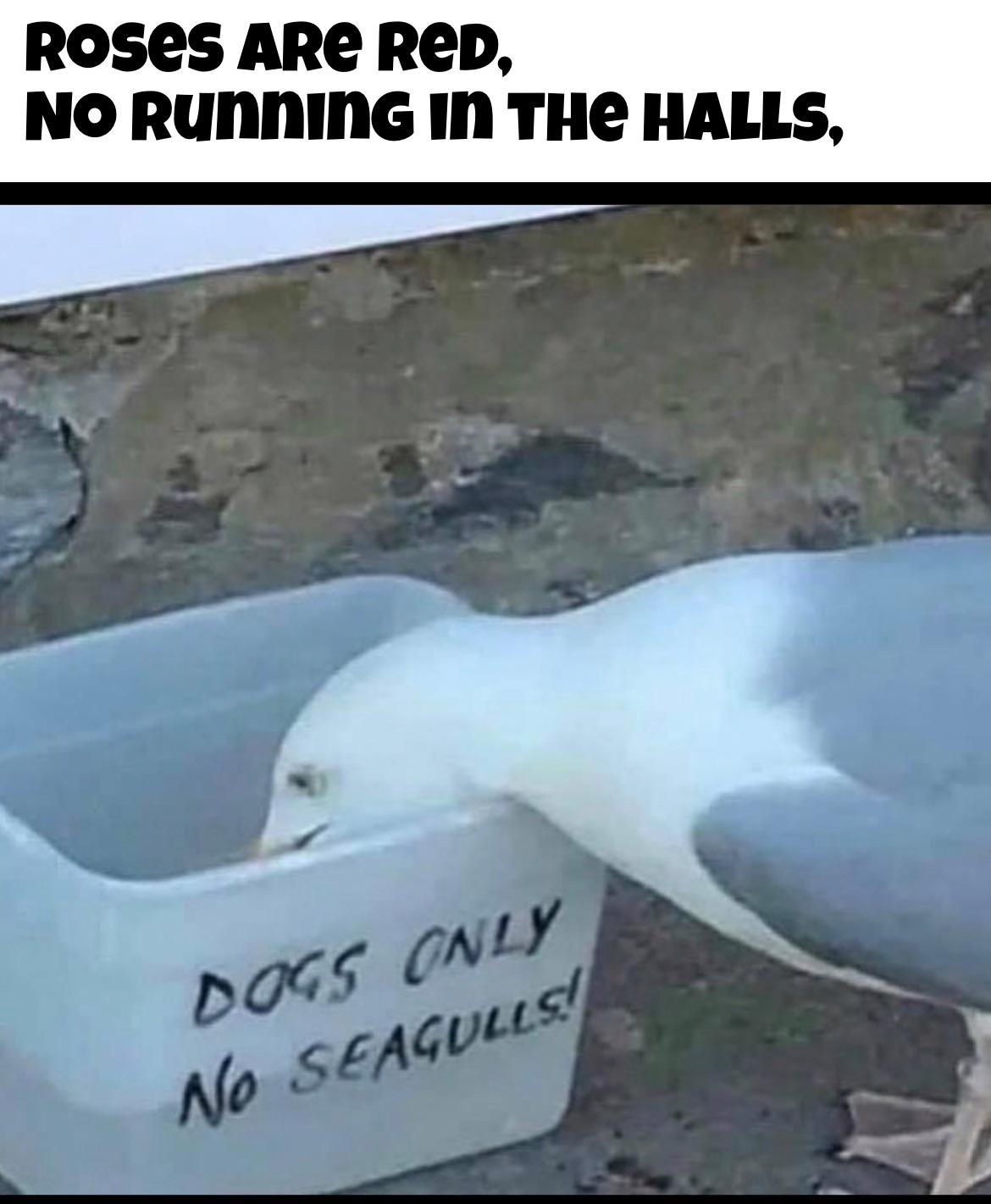 funny pics and memes - fauna - Roses ARe Red, No RunninG In The Halls, Dogs Only No Seagulls
