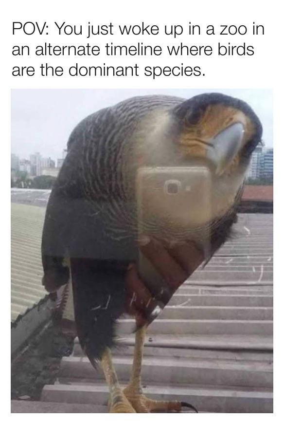 funny pics and memes - Pov You just woke up in a zoo in an alternate timeline where birds are the dominant species.