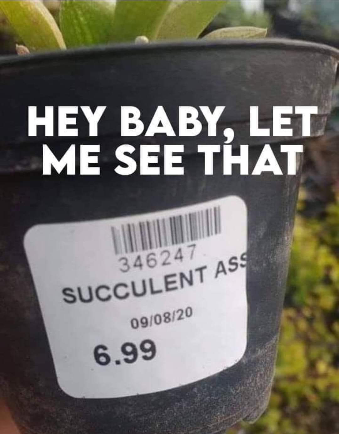 funny pics and memes - hey baby let me see - Hey Baby, Let Me See That 346 247 Succulent Ass 090820 6.99