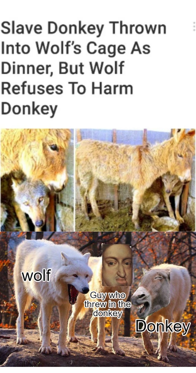 dank memes - funny memes - wholesome wolf memes - Slave Donkey Thrown Into Wolf's Cage As Dinner, But Wolf Refuses To Harm Donkey wolf Guy who threw in the donkey Donkey