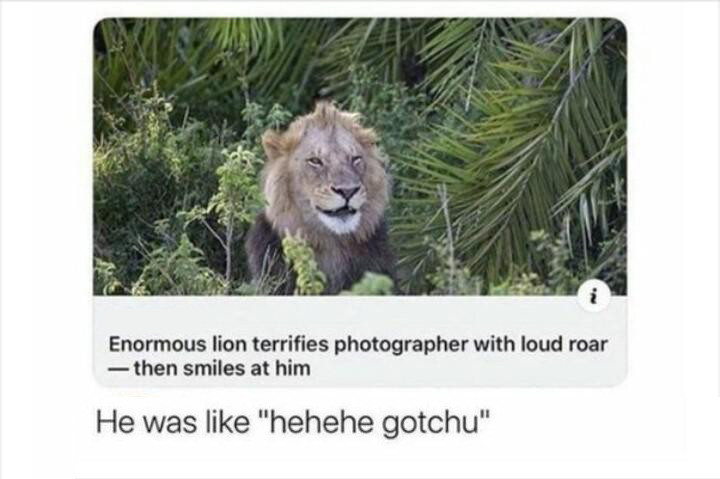 lion roars at photographer then smiles - Enormous lion terrifies photographer with loud roar then smiles at him He was "hehehe gotchu"