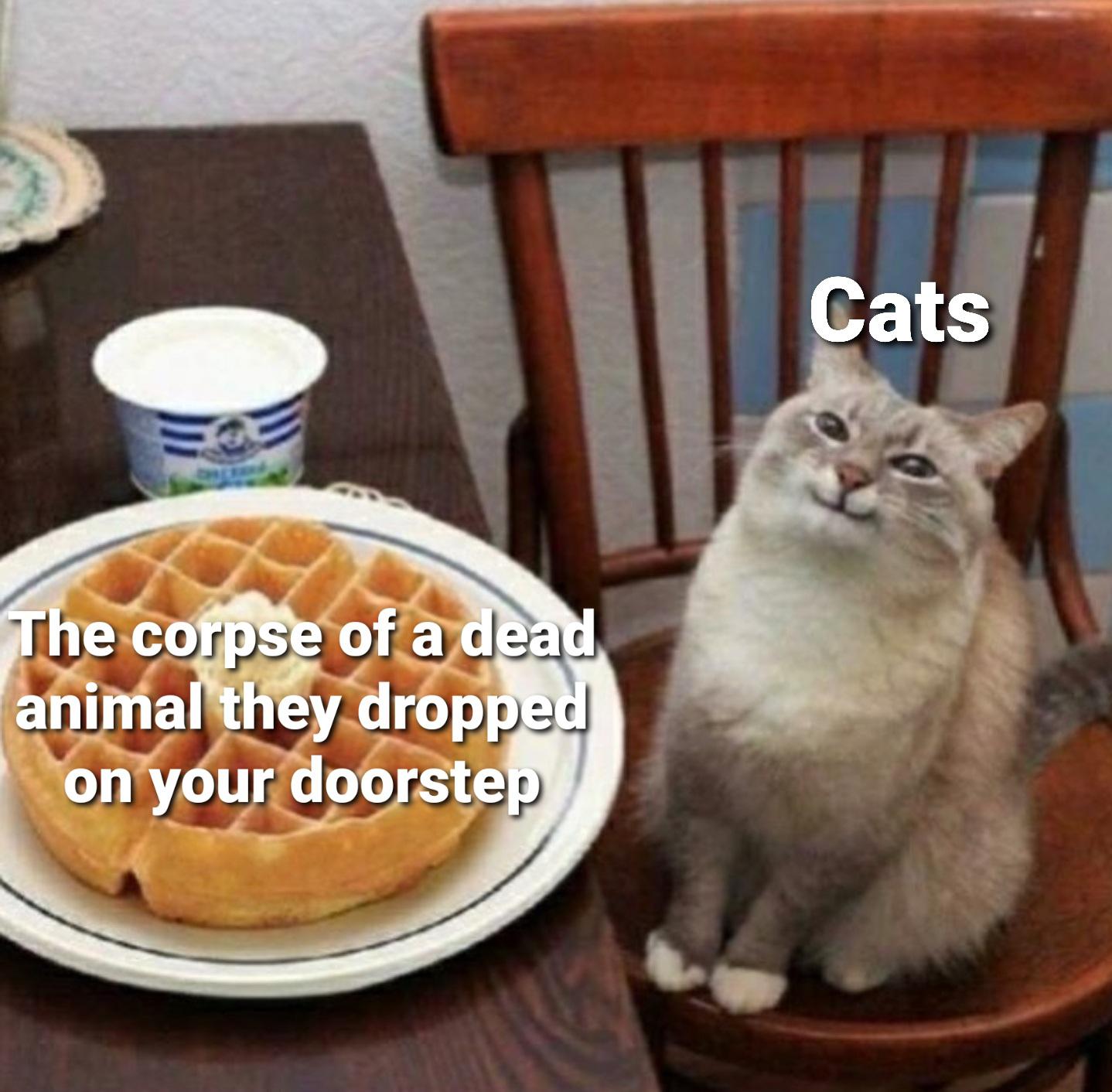 belgian waffle memes - Cats The corpse of a dead animal they dropped on your doorstep