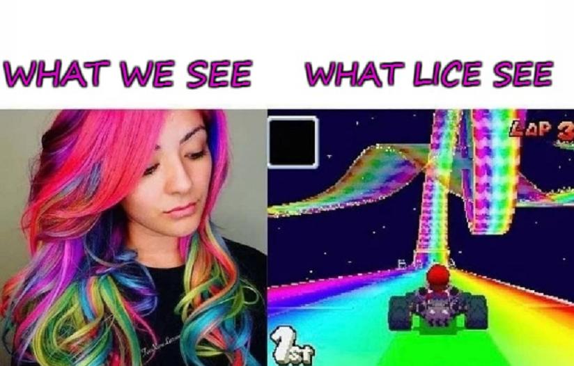 falling off rainbow road meme - What We See What Lice See Lap? 2