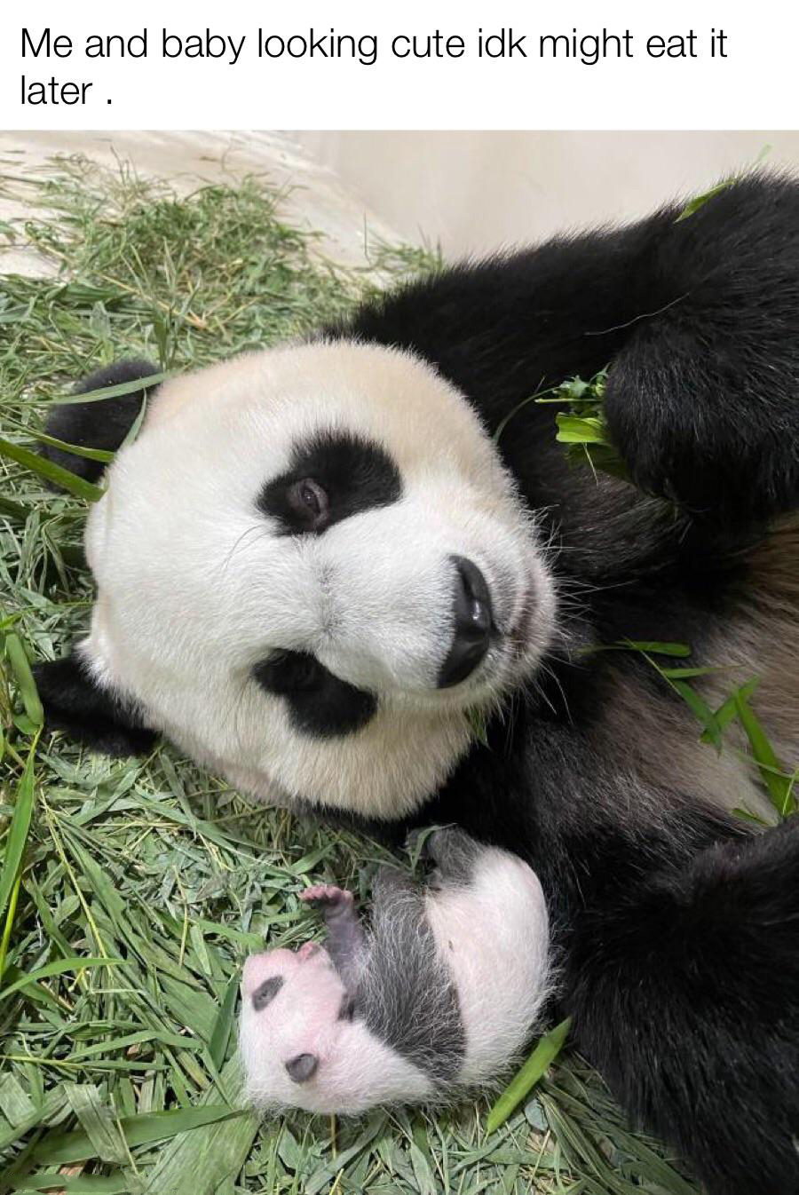 dank memes - panda cub singapore - Me and baby looking cute ick might eat it later.