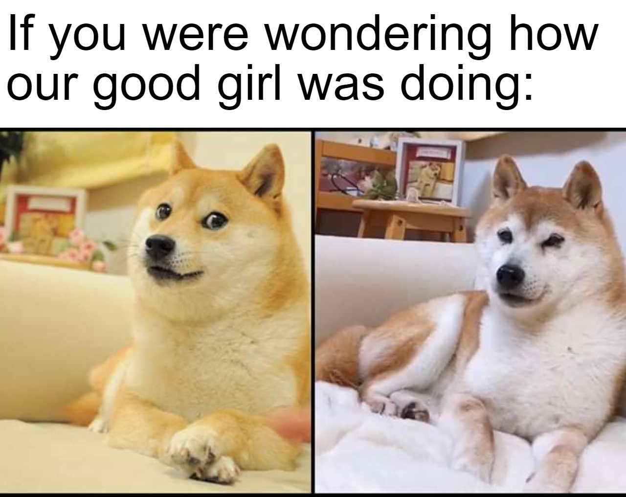original doge meme - If you were wondering how our good girl was doing