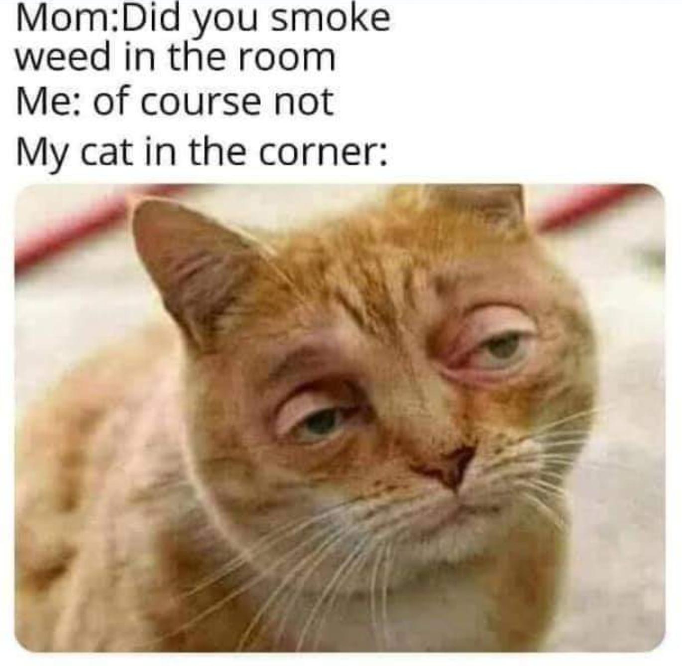 weed cat - MomDid you smoke weed in the room Me of course not My cat in the corner