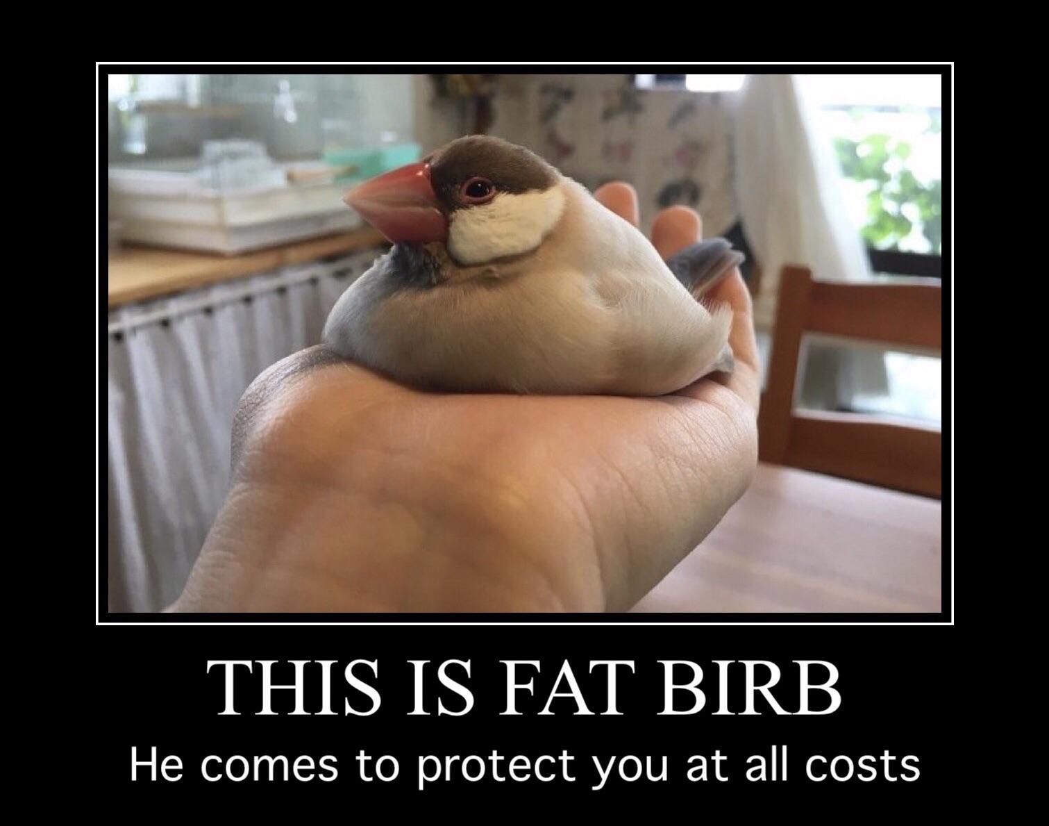 pudgy bird - This Is Fat Birb He comes to protect you at all costs