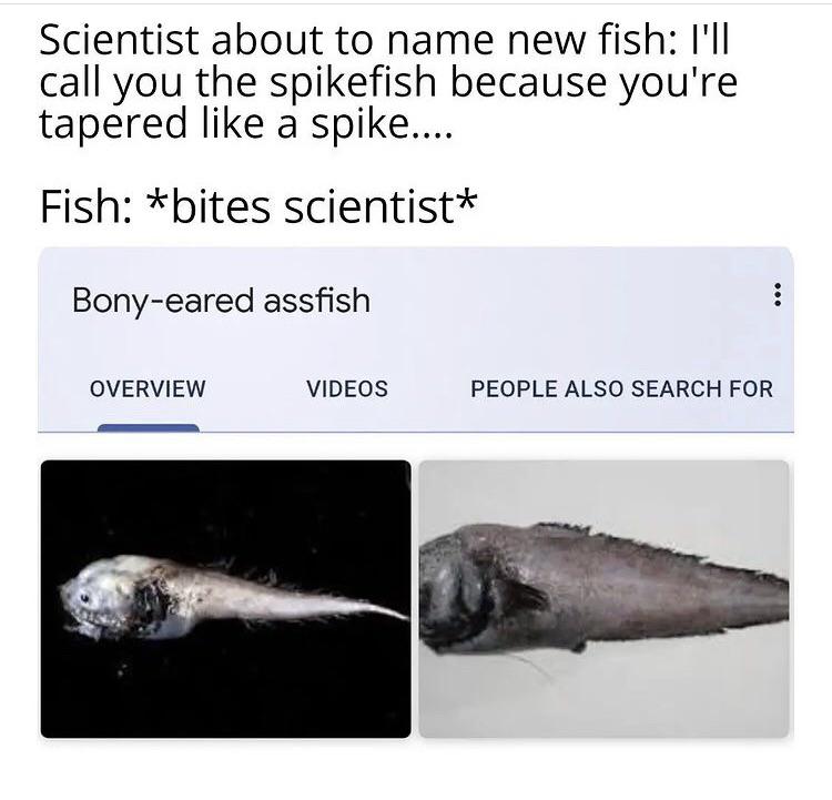 bony eared assfish meme - Scientist about to name new fish I'll call you the spikefish because you're tapered a spike.... Fish bites scientist Bonyeared assfish Overview Videos People Also Search For