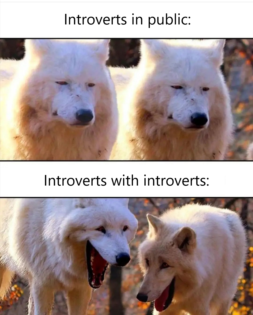 laughing wolves memes - Introverts in public Introverts with introverts