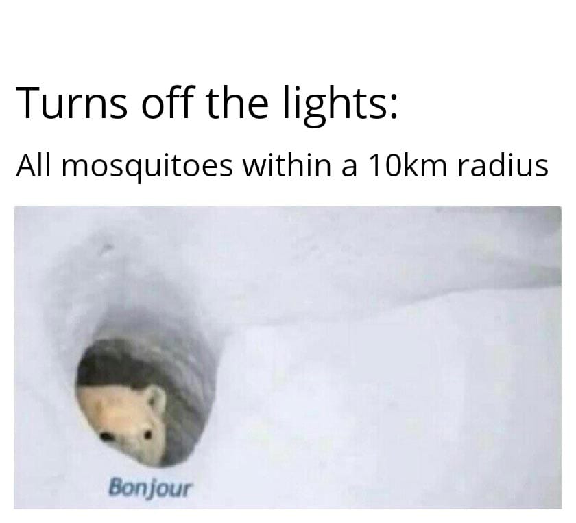 duolingo bear - Turns off the lights All mosquitoes within a 10km radius Bonjour