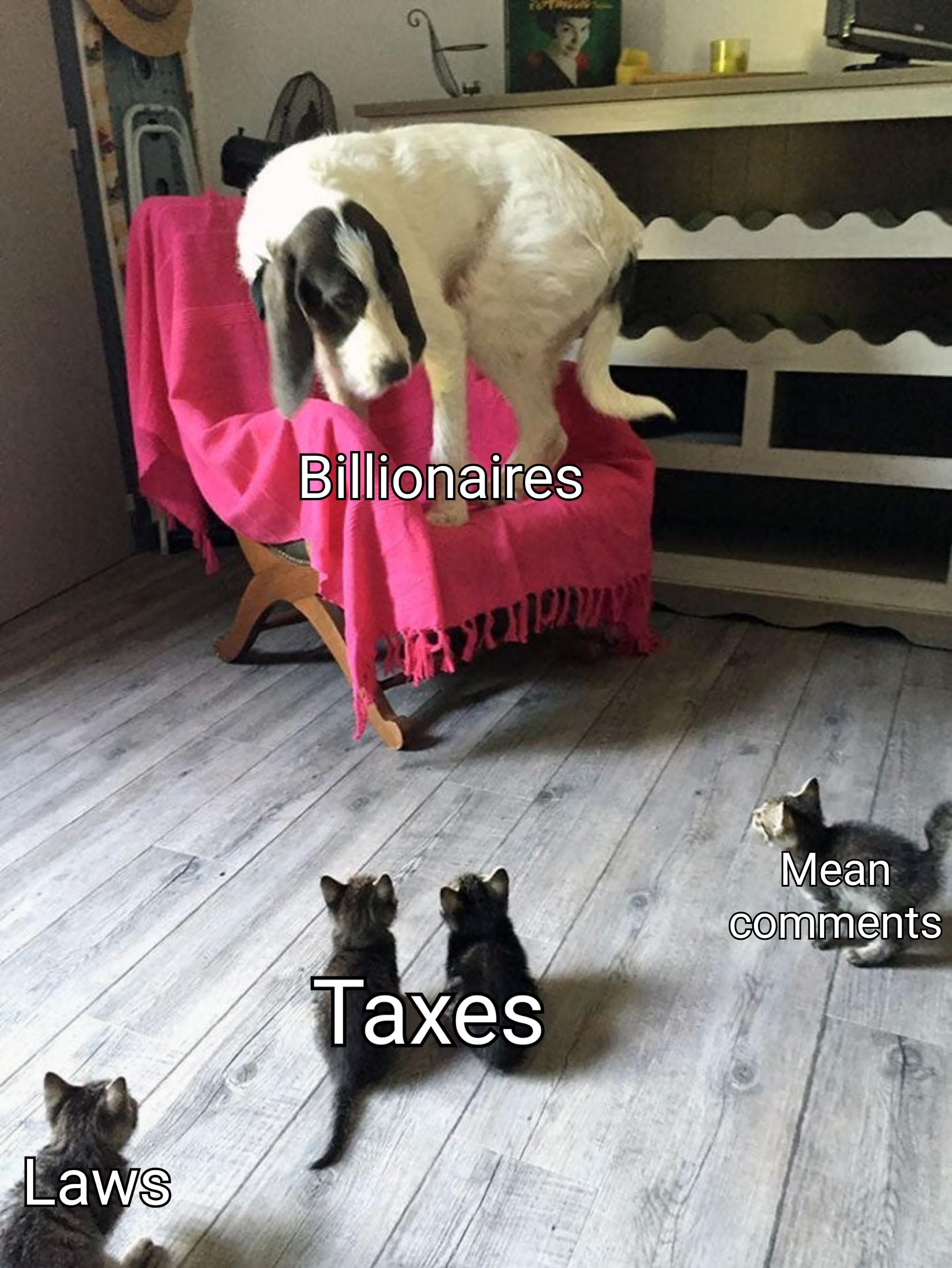 dog scared of cats - Billionaires AX200 Mean Taxes Laws
