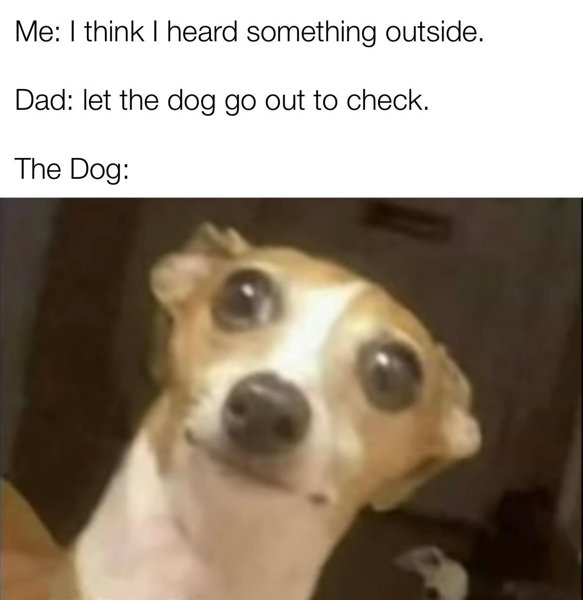 dank memes - browny dog memes - Me I think I heard something outside. Dad let the dog go out to check. The Dog