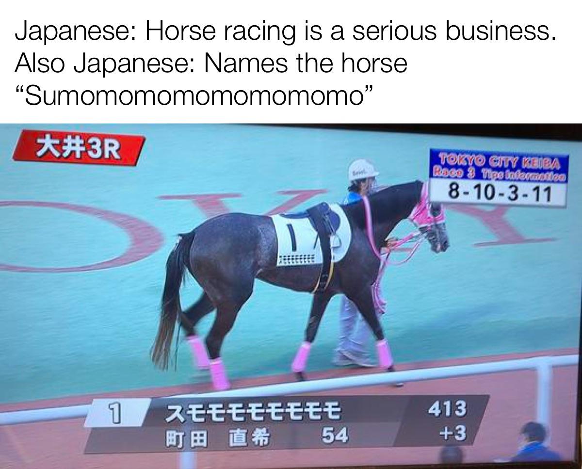 hilarious memes - horse - Japanese Horse racing is a serious business. Also Japanese Names the horse "Sumomomomomomomomo" Tokyo City Keiba Race 3 The intermiten 810311 1 54 413 3