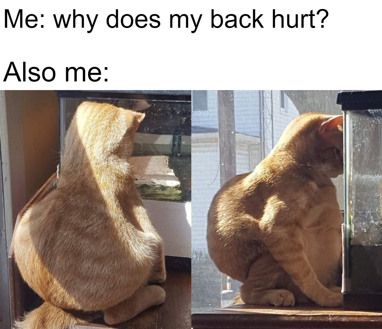 hilarious memes - he sit like - Me why does my back hurt? Also me