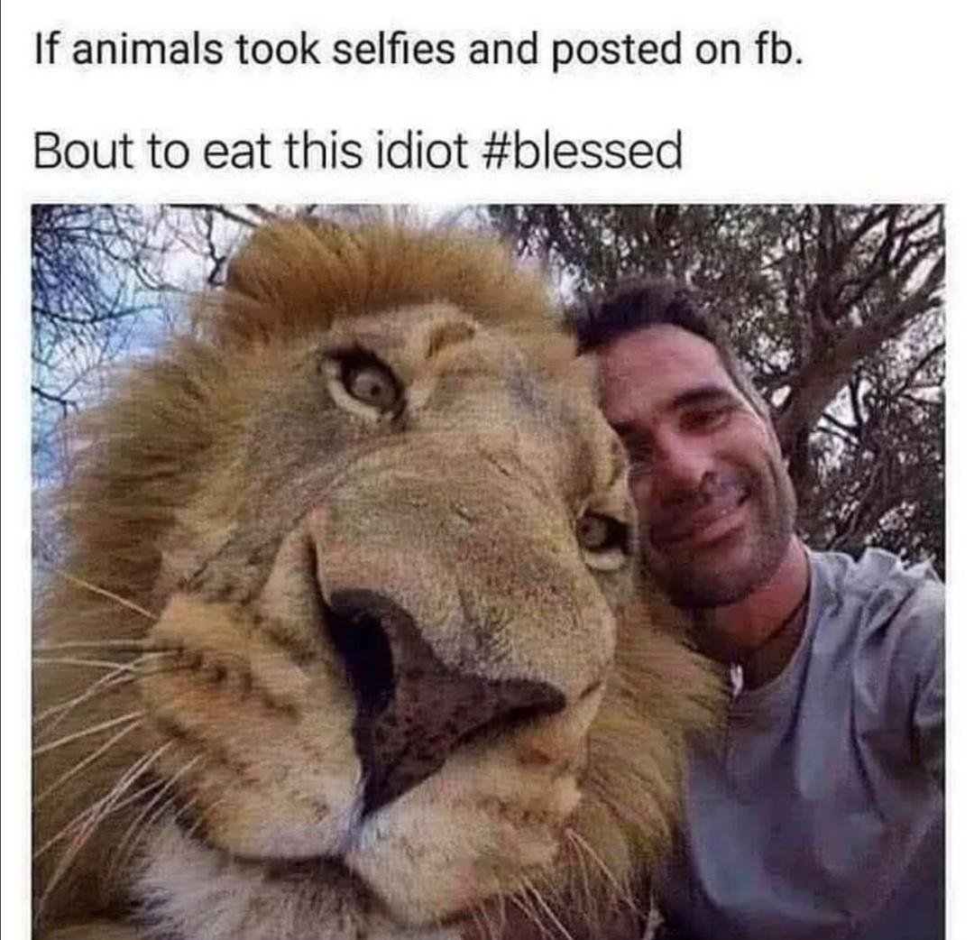 hilarious memes - if animals took selfies and posted on fb - If animals took selfies and posted on fb. Bout to eat this idiot