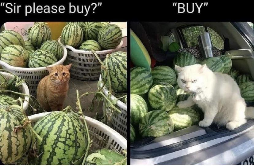 dank memes - cat with watermelon - "Sir please buy?" "Buy"