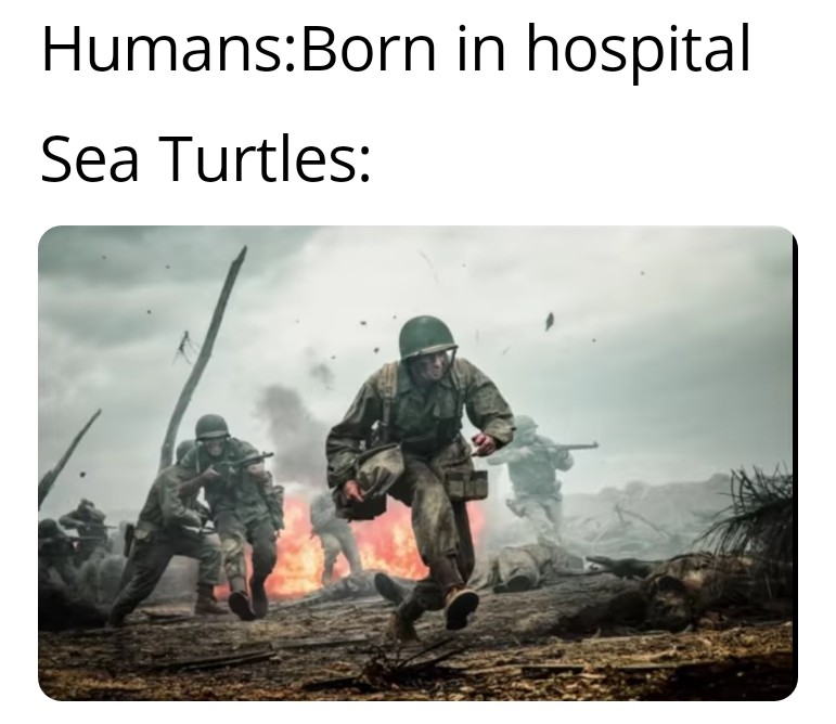 funny memes - new memes - girls playing dodgeball boys playing dodgeball - HumansBorn in hospital Sea Turtles
