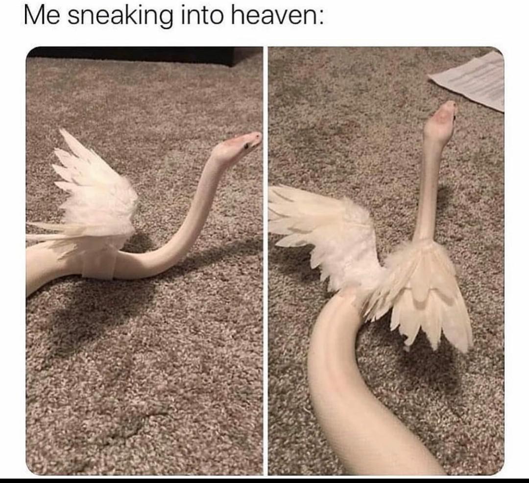 angel snake - Me sneaking into heaven