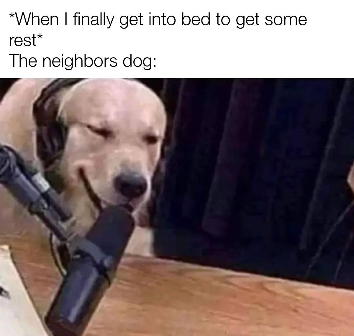 dank dog memes - When I finally get into bed to get some rest The neighbors dog