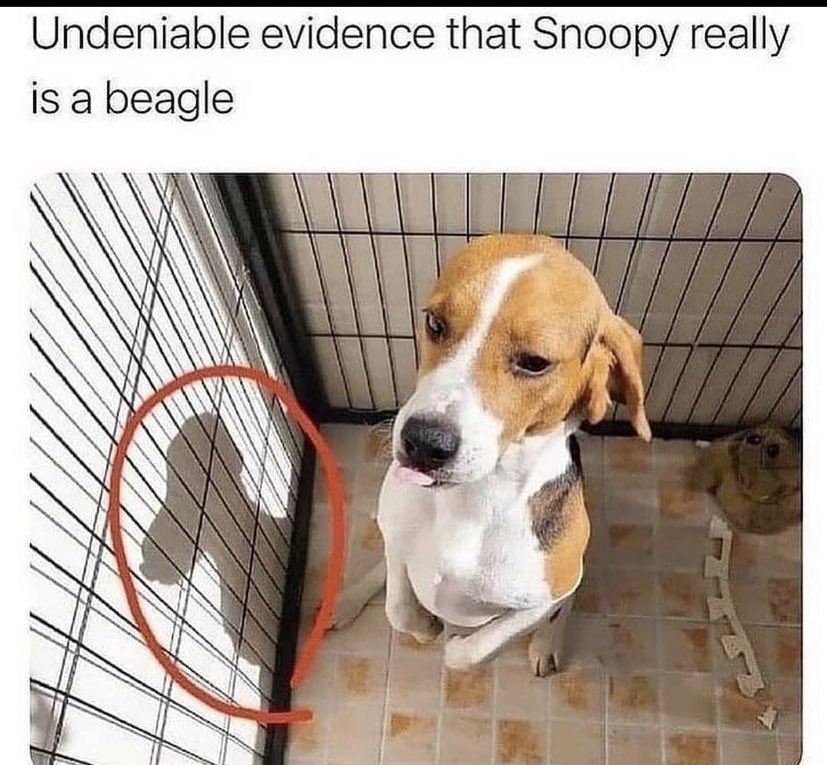 undeniable evidence that snoopy is a beagle - Undeniable evidence that Snoopy really is a beagle 29