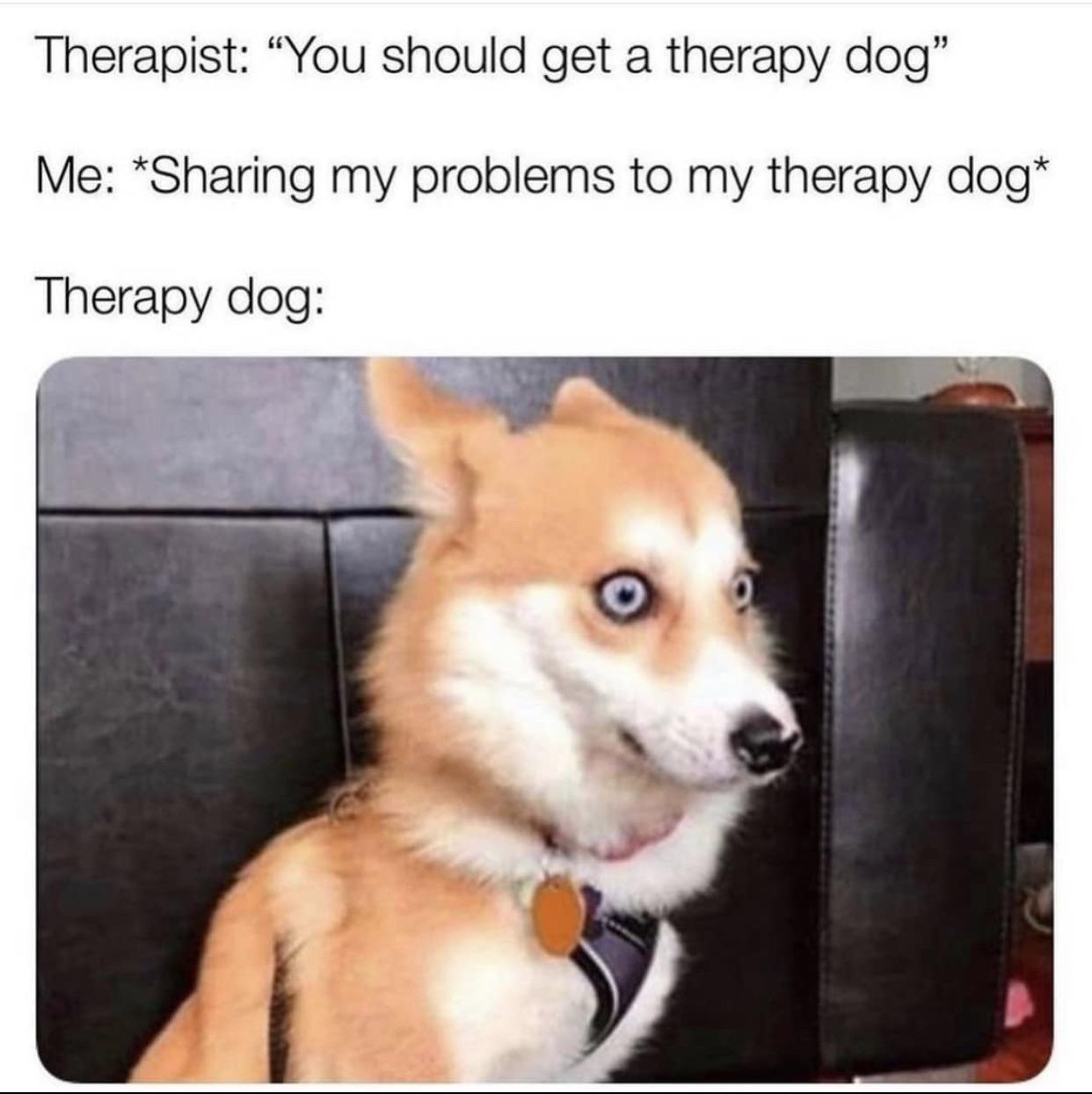 therapy dog after i share my problems - Therapist You should get a therapy dog" Me Sharing my problems to my therapy dog Therapy dog