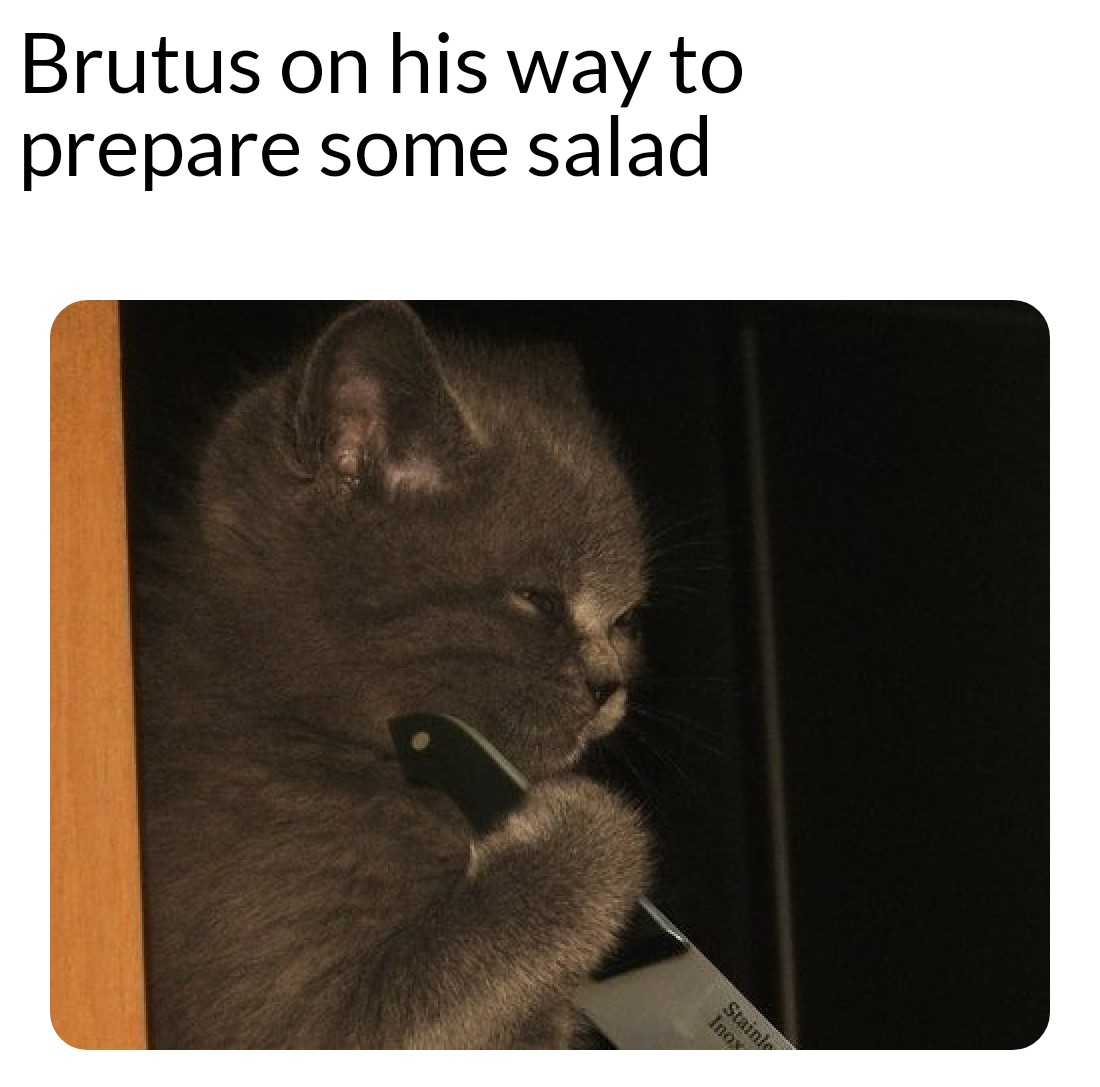 dank memes - cat nibba memes - Brutus on his way to prepare some salad Stainly