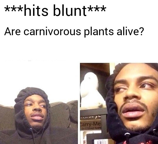dank memes - hit the blunt - hits blunt Are carnivorous plants alive? arryMe