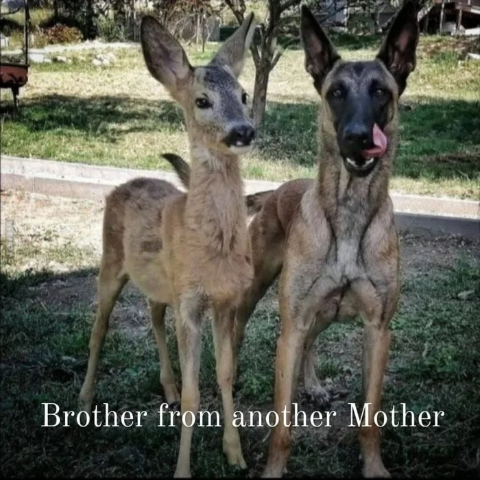 wildlife - Brother from another Mother