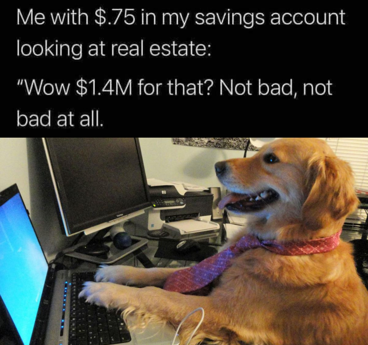 have no idea what i m doing dog template - Me with $.75 in my savings account looking at real estate "Wow $1.4M for that? Not bad, not bad at all.