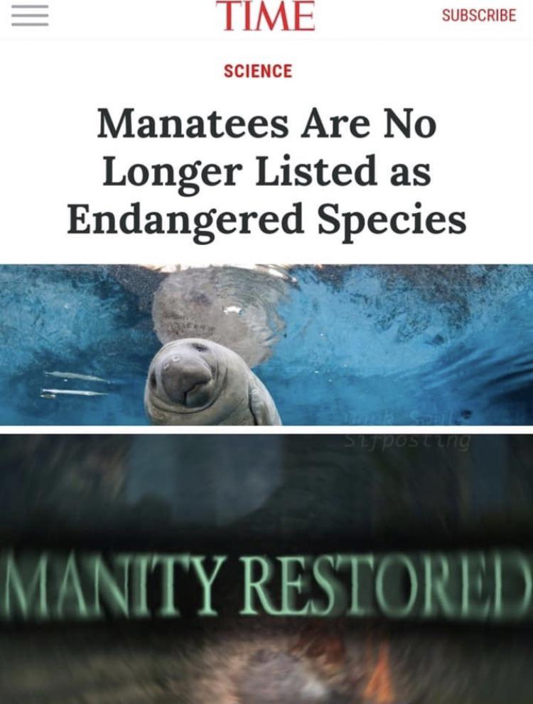 funny memes - manatee calf - Iii Time Subscribe Science Manatees Are No Longer Listed as Endangered Species posung Manity Restored